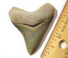 Pungo Megalodon Shark Tooth